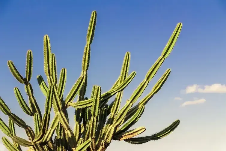 Desertificação no Brasil ameaça água, alimento, clima e biodiversidade. . Cactos típicos da Caatinga, bioma no Semiárido Nordestino. Crédito: ASA / Divulgação