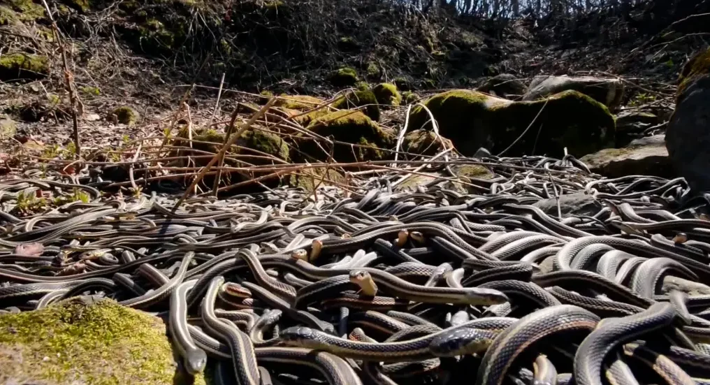 A Ilha de Queimada Grande está situada no litoral de São Paulo, e também é conhecida como 'Ilha das Cobras'. O lugar está infestado de víboras da ilha dourada, uma das cobras mais venenosas do mundo. As autoridades brasileiras proibiram visitação humana ao local a fim de proteger as pessoas e as espécies em questão. Reprodução