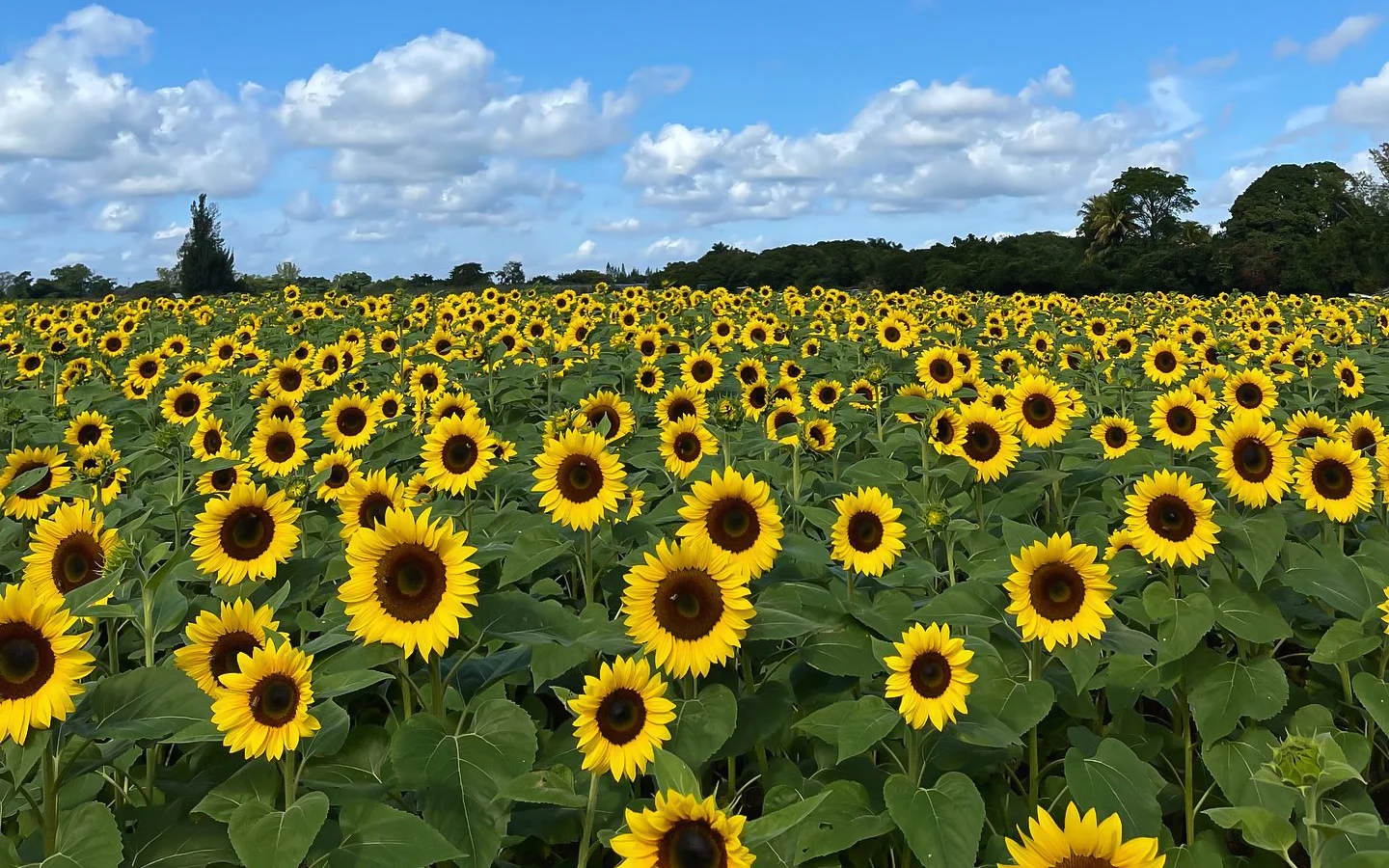 The Berry Farm é uma fazenda familiar em Miami que oferece 30 acres de diversão, incluindo colheita de morangos, campos de girassóis, passeios de feno, trampolim, playground com tirolesa e festivais sazonais. Crianças aproveitam as atividades ao ar livre e o quiosque de milkshake, enquanto os pais costumam apreciar a conexão com a natureza e as diversas atividades que mantêm os pequenos entretidos. Divulgação