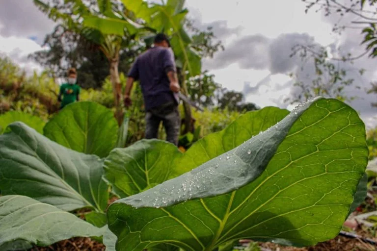 Agropecuária - geral - agricultura familiar -- plantação - plantações - MST - manutenção das hortas comunitárias onde se colhe os alimentos que compõem marmitas distribuídas pelo coletivo “Marmitas da Terra” em praças e ocupações urbanas de Curitiba e Região.