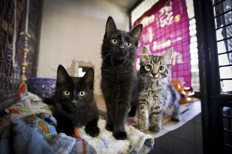 Meio Ambiente - Animais e Natureza - zoonoses - cachorros e gatos - animal de estimação - canil - Adote um bichinho de estimação: Zoonoses tem cães e gatos aptos para adoção