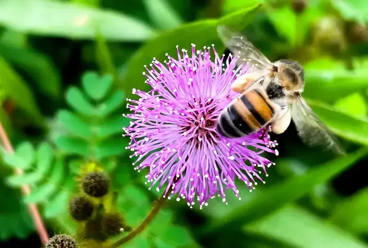 Juca Varella/Agência Brasil Brasília (DF), 21.03.2024 – Abelha africana ou africanizada (Apis mellifera scutellata), no Parque Ecológico do Lago Norte. - Várias espécies de abelhas estão ameaçadas de extinção em todo o mundo, tanto pela perda de seu habitat natural quanto pelo uso excessivo de agrotóxicos. Foto: Juca Varella/Agência Brasil