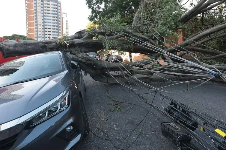 Paulo Pinto/Agência Brasil São Paulo (SP), 10/12/2025 - Queda de árvores sobre carros na rua Paula Ney, na Vila Mariana. Foto: Paulo Pinto/Agência Brasil