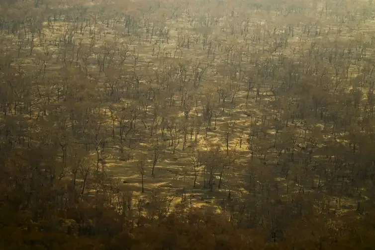 Joédson Alves/Agência Brasil Porto Jofre (MT) 17/11/2023 – Detalhe de arvores queimadas durante incêndio florestal que atige o Pantanal.
Foto: Joédson Alves/Agência Brasil