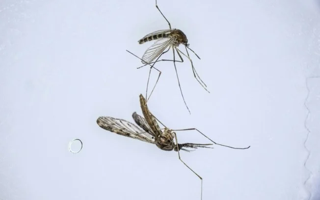 Mosquitos vistos em um microscópio na Universidade de Sahmyook, em Seul, Coreia do Sul, em 24 de julho de 2024 Mosquitos vistos em um microscópio na Universidade de Sahmyook, em Seul, Coreia do Sul, em 24 de julho de 2024