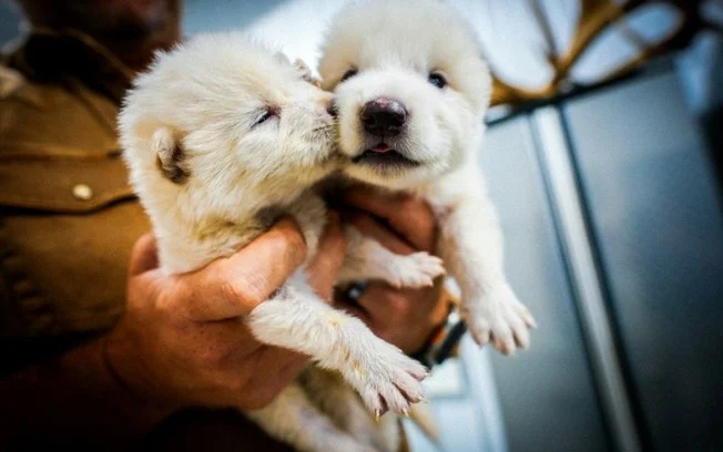 Dois dos três 'lobos-terríveis' que a Colossal Biosciences afirma ter conseguido trazer de volta da extinção, em imagem divulgada pela empresa Dois dos três 'lobos-terríveis' que a Colossal Biosciences afirma ter conseguido trazer de volta da extinção, em imagem divulgada pela empresa