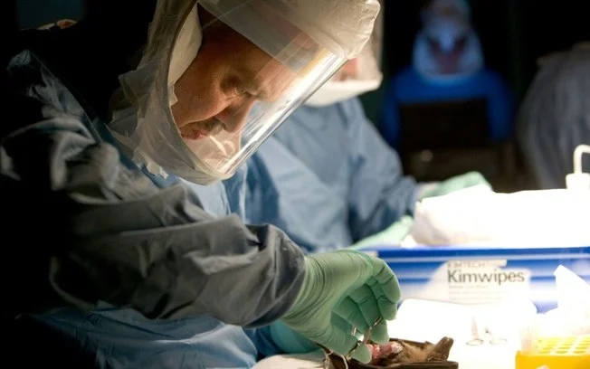 O vírus de Marburgo é transmitido aos humanos através de morcegos frugívoros e é parte da família dos filovírus, que inclui o ebola O vírus de Marburgo é transmitido aos humanos através de morcegos frugívoros e é parte da família dos filovírus, que inclui o ebola