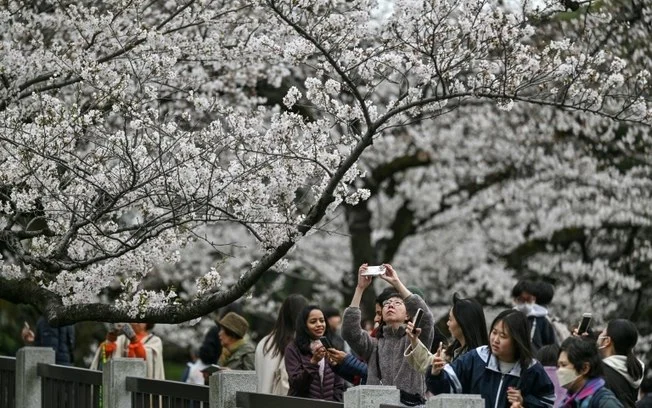 Cerejeiras floridas no parque Kudanzaka, em Tóquio, em 31 de março de 2025 Cerejeiras floridas no parque Kudanzaka, em Tóquio, em 31 de março de 2025