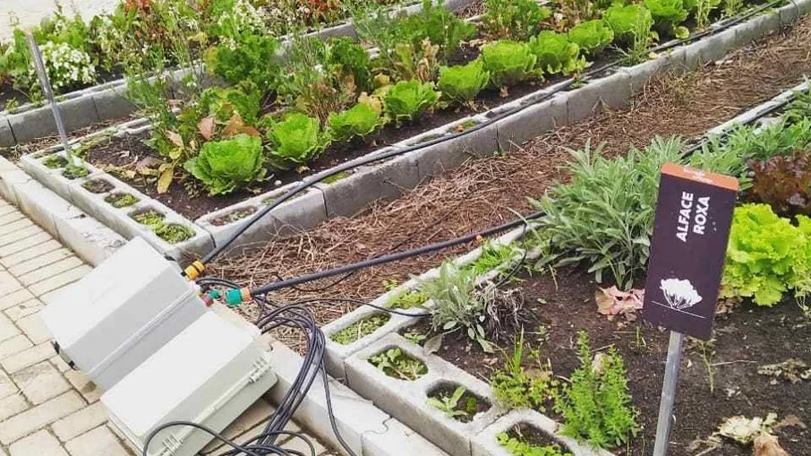 Startup oferece irrigação inteligente para agricultores familiares Startup oferece irrigação inteligente para agricultores familiares