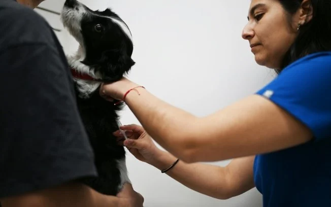 Franchesco, acompanhado de seu dono Iván Gutiérrez (E), enquanto é vacinado com Egalitte pela veterinária Mariela del Saz em uma clínica de Santiago, no dia 17 de outubro de 2024 Franchesco, acompanhado de seu dono Iván Gutiérrez (E), enquanto é vacinado com Egalitte pela veterinária Mariela del Saz em uma clínica de Santiago, no dia 17 de outubro de 2024