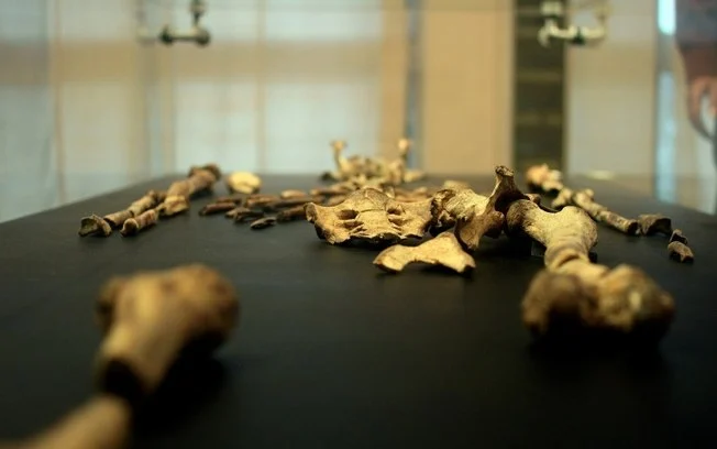 Restos de Lucy serão expostos a partir de agosto no Museu Nacional de Praga Restos de Lucy serão expostos a partir de agosto no Museu Nacional de Praga