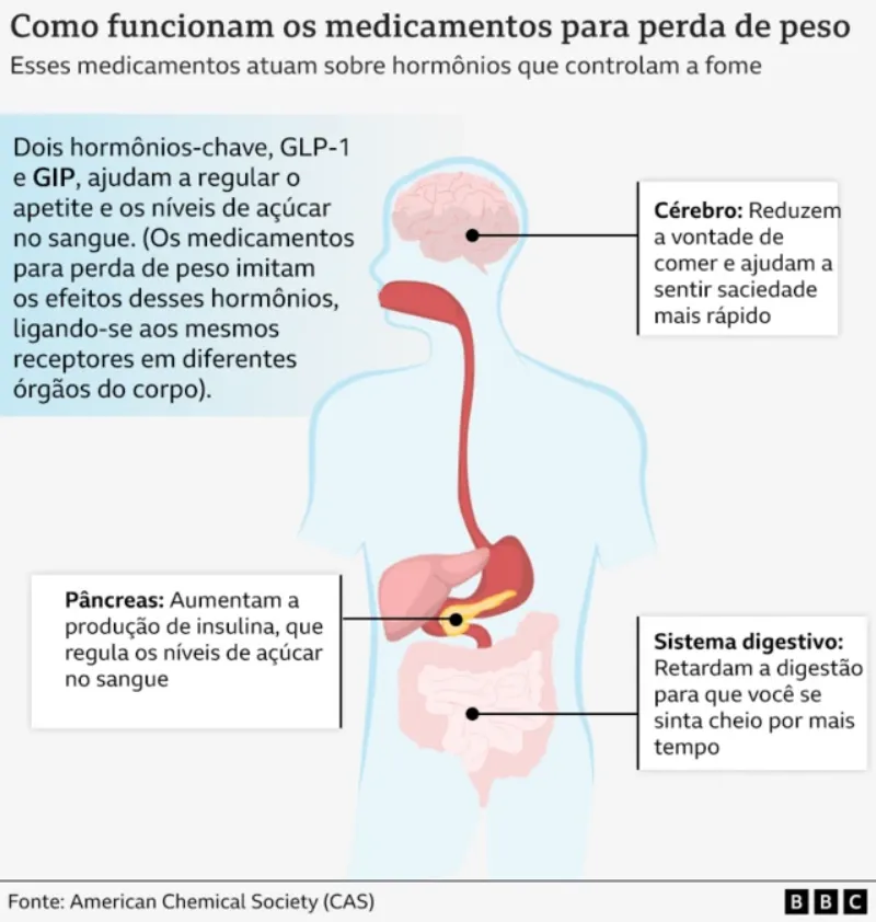 Gráfico mostra efeitos das canetas emagrecedoras em diferentes partes do corpo humano: cérebro, pâncreas e sistema digestivo.