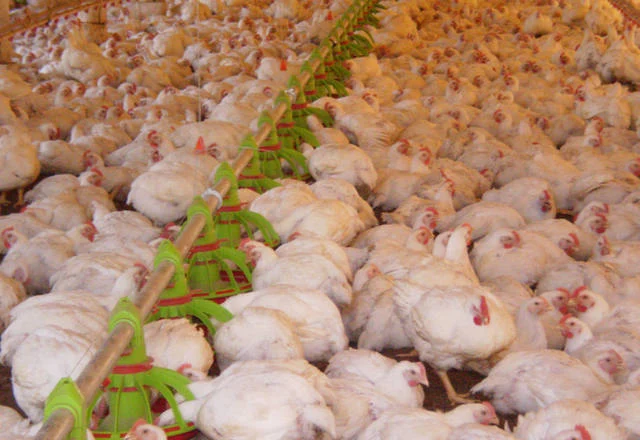 criação, frango, granja