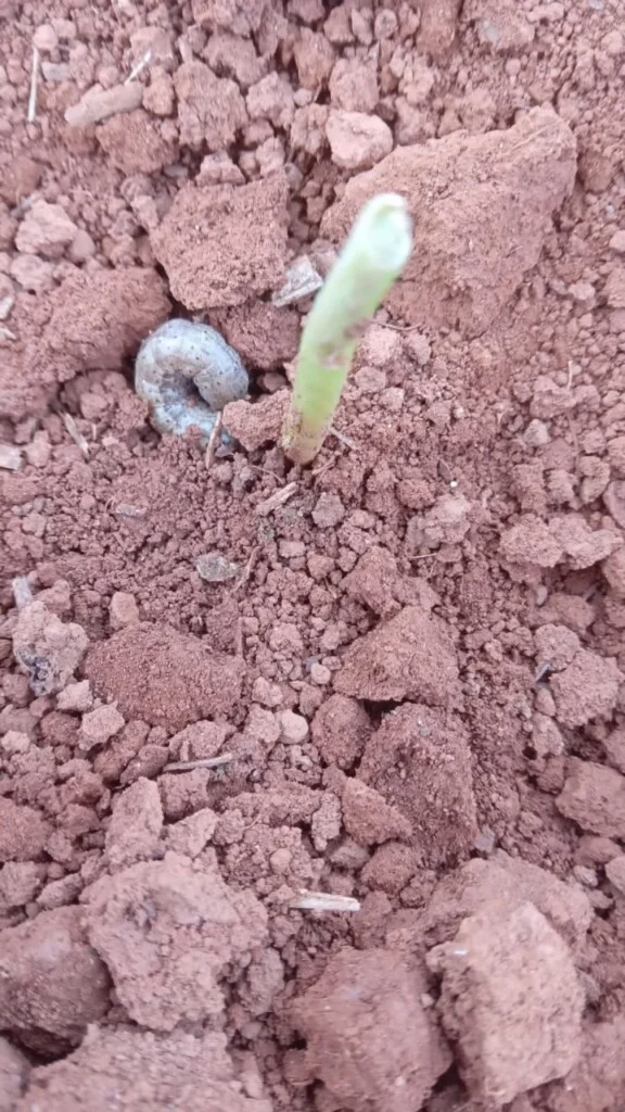 Lagarta S. frugiperda Foto Fundação Mato Grosso