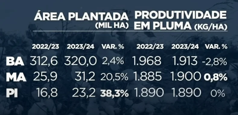área e produtividade de algodão