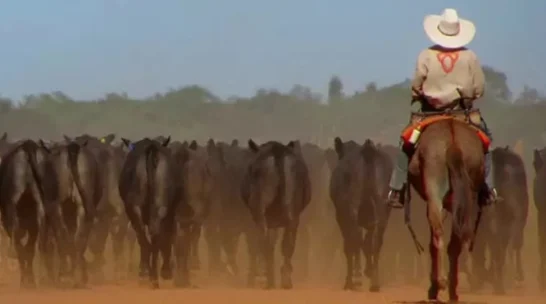 Fazenda Nova Piratininga possui plantação de soja e milho