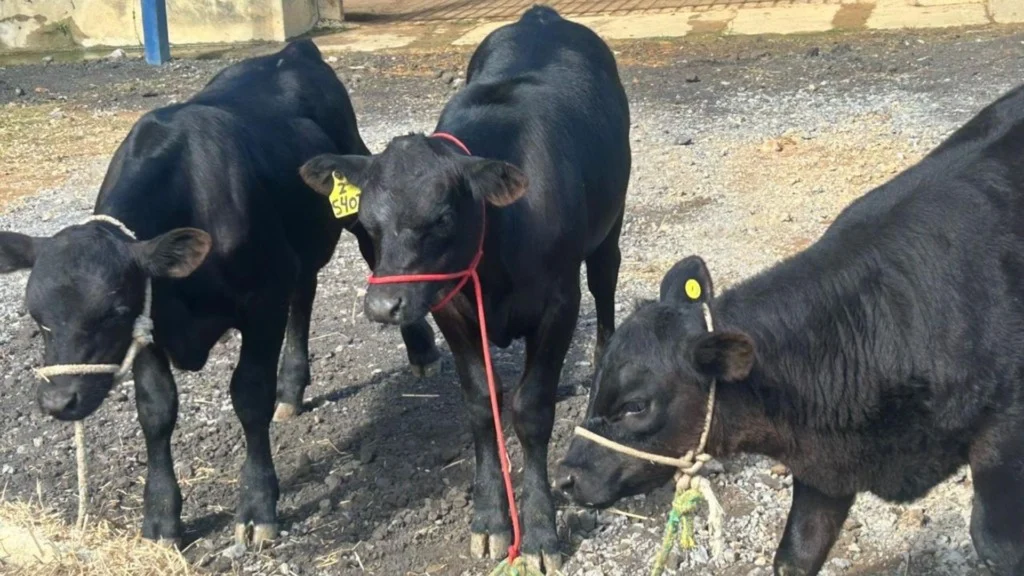 Bezerros Angus PO que nasceram através de técnica de edição genética. Foto: Rubens Neiva/Embrapa Gado de Leite