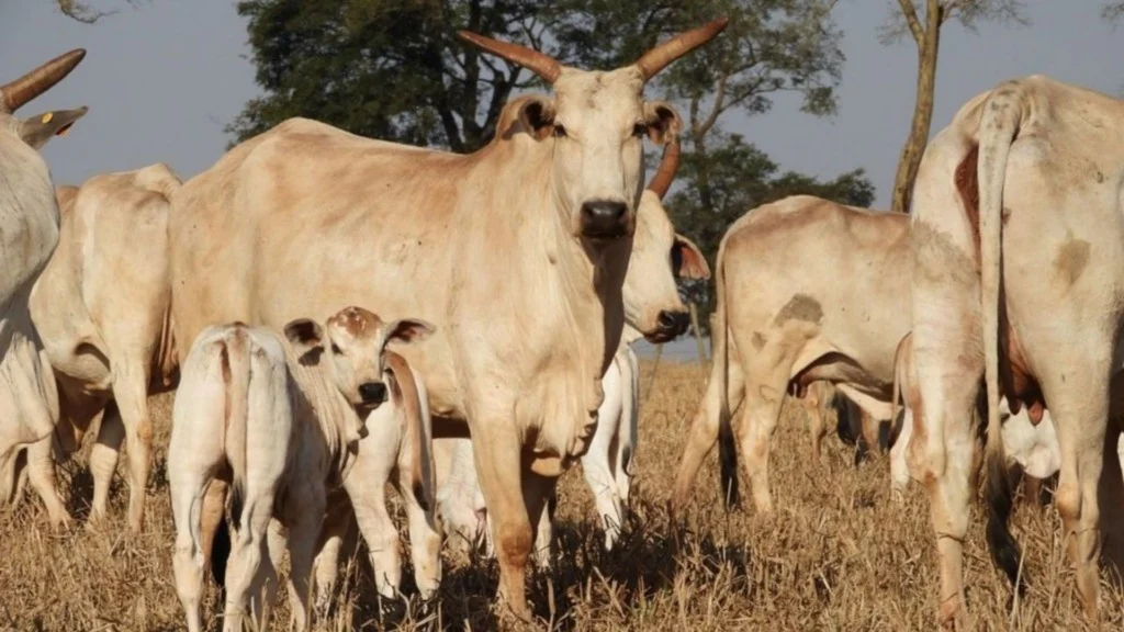 vacas bezerros nutrição