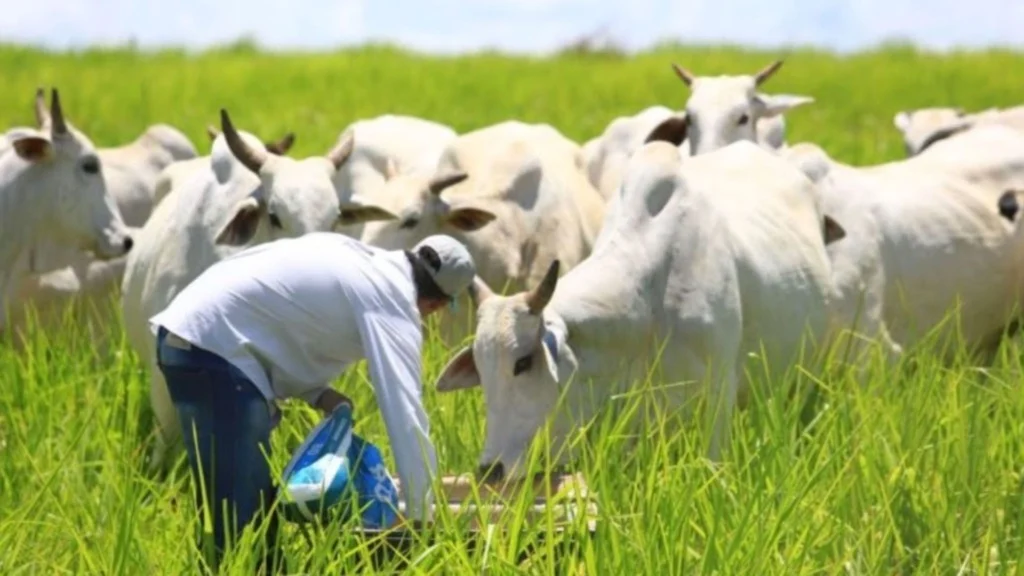 Vacas sendo suplementadas em área de pasto. Foto: Divulgação