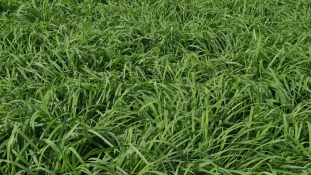 Dossel foliar de capim-Tamani (Panicum maximum cv. BRS Tamani) em pequenas parcelas. Foto: Allan Kardec Braga Ramos/Embrapa Cerrados