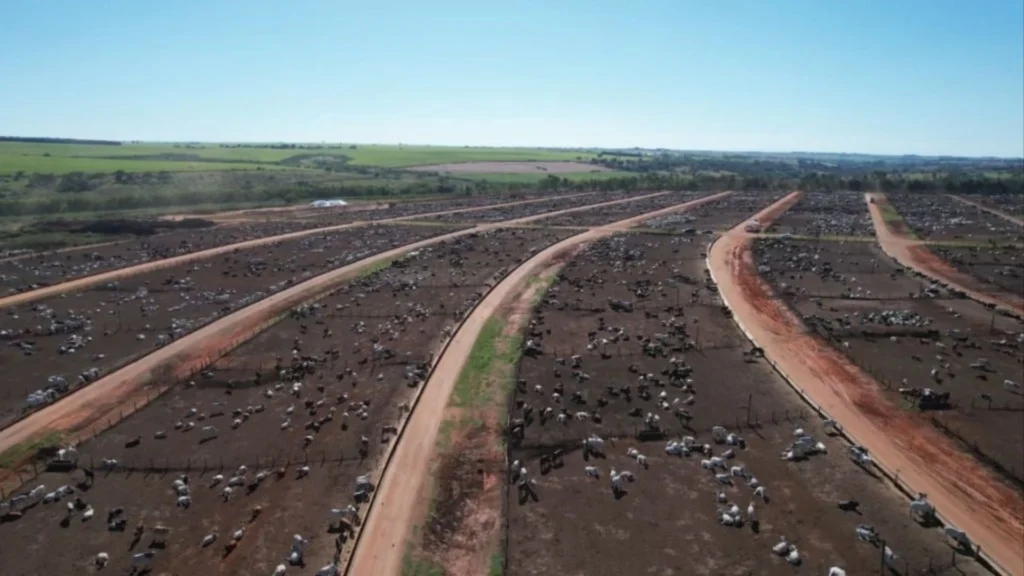 Confinamento de bovinos de corte da JBS em Guaiçara (SP). Foto: Reprodução/Giro do Boi
