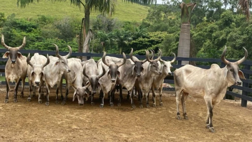Vacas Guzerá. Foto: Divulgação