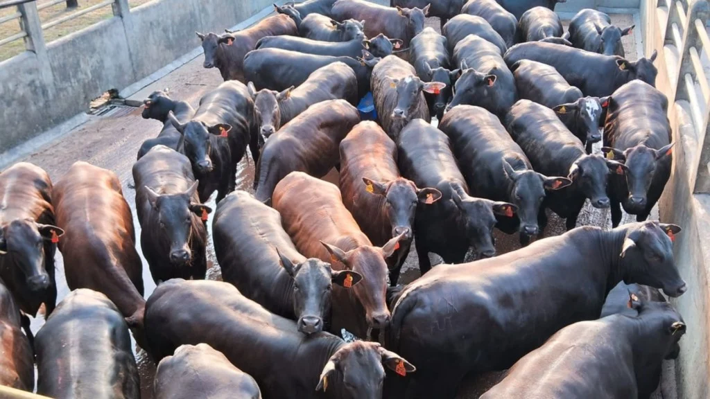 Foto: Divulgação/Friboi de Itapetinga (BA)