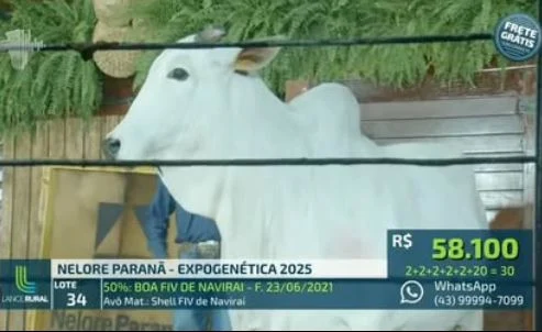 vaca leilão
