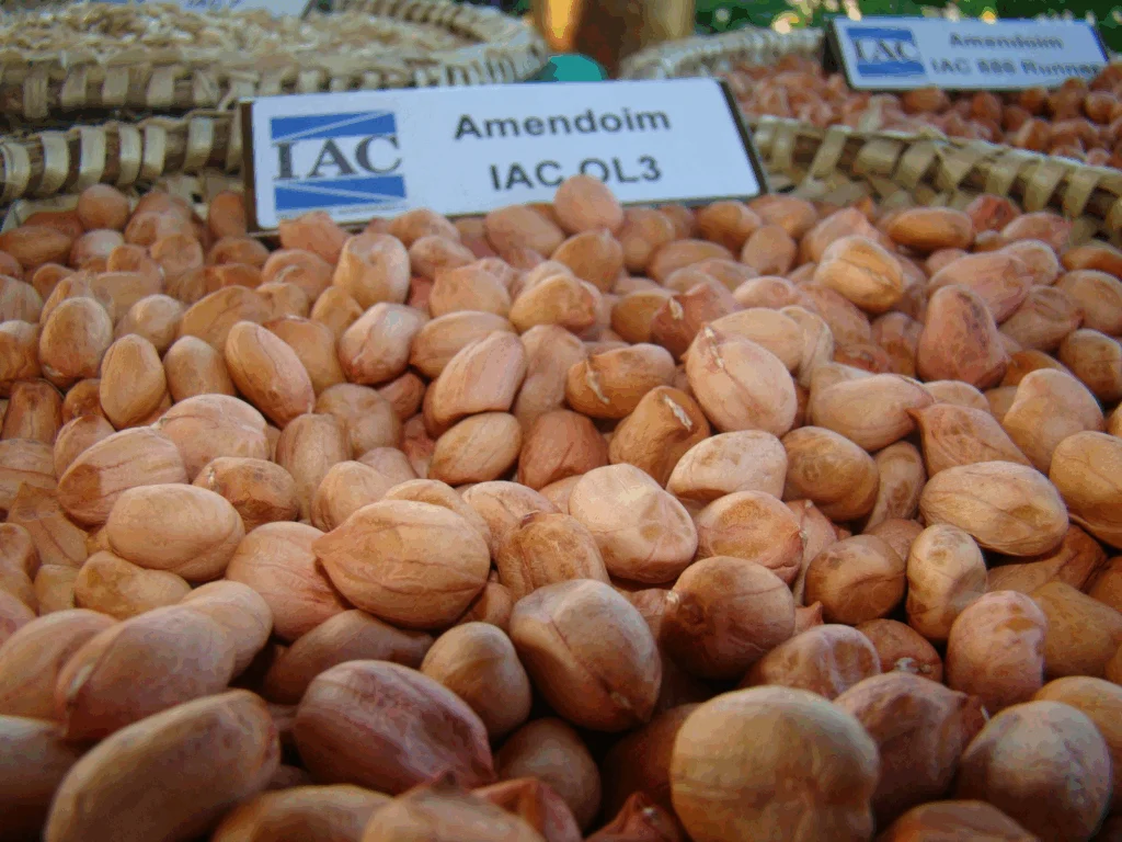 variedades de amendoim do IAC