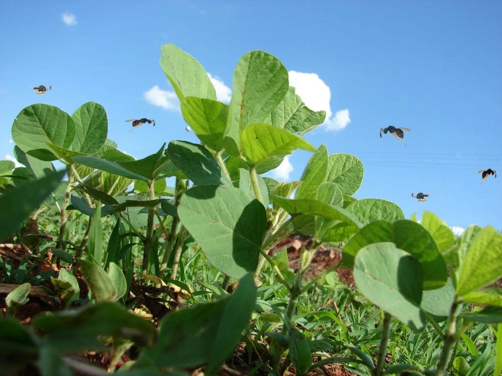vespas soja biológicos, bioinsumos