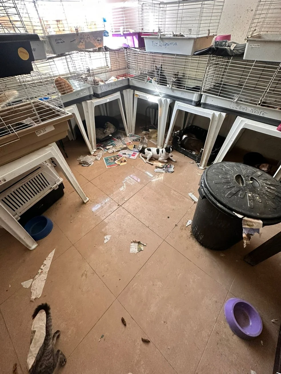 Mulher é presa por maus-tratos de 560 gatos e cães mantidos dentro de casa O local está sujo e com um odor forte segundo os policiais — Foto: Decat/Divulgação
