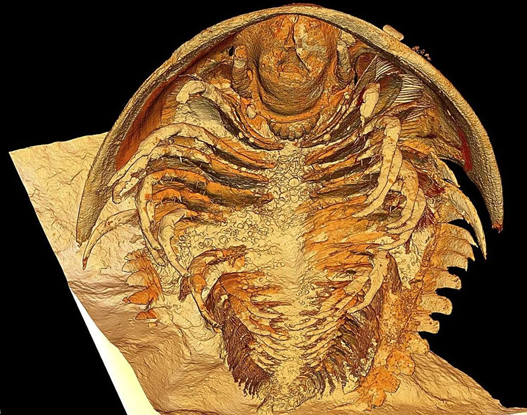 Modelo gerado em 3D a partir de tomografia da espécie trilobita Gigoutella mauretanica, em detalhes nunca antes vistos (Imagem: Arnaud Mazurier/IC2MP/Universidade de Poitiers)