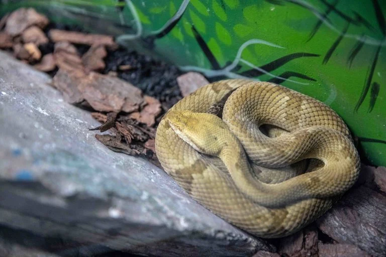 Cobra criada no Instituto Butantan (SP) para obter veneno para fabricação de soro antiofídico