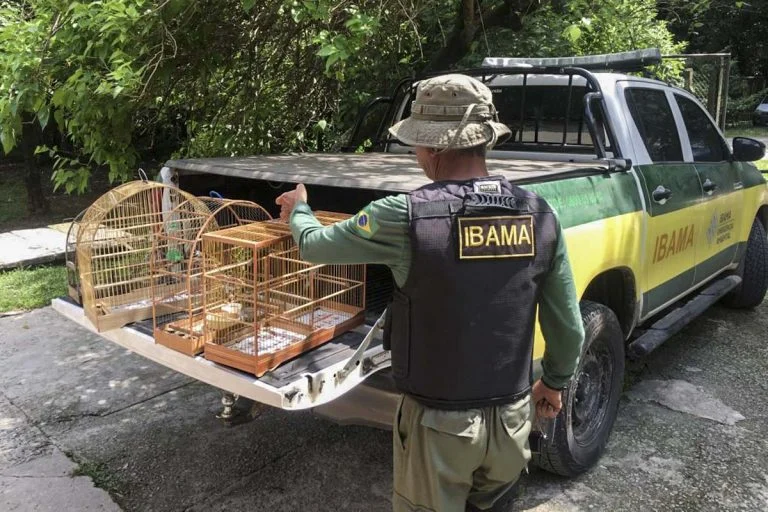 Aves resgatadas de traficantes de animais por servidores do Ibama