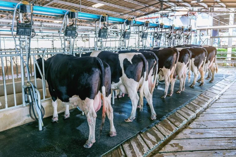 Vacas enfileiradas lado a lado em uma ordenhadeira mecânica