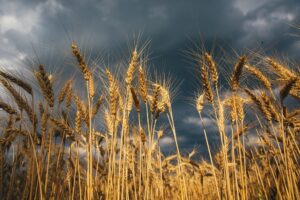 Chuva ameaça desenvolvimento do trigo no Rio Grande do Sul
