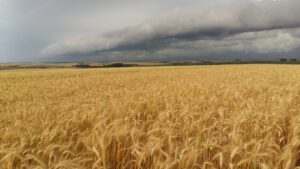 Prejuízo às lavouras de trigo do RS por causa da chuva ainda será avaliado, diz Emater