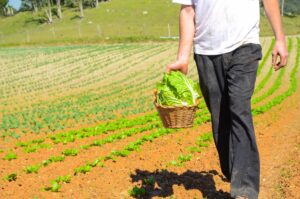 Chuvas prejudicam produção de hortaliças no Paraná e causam aumento de preços