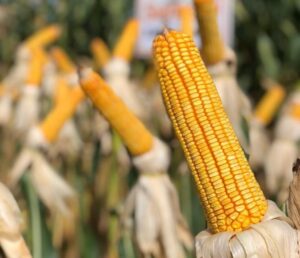Confronto em Israel: alta dos nitrogenados pode afetar custos da 2ª safra de milho em 2024