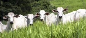 JBS atinge 94% de conformidade nas compra de gado na Amazônia Legal
