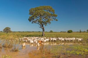 Mapa reúne equipes para concluir projeto de U$ 400 milhões para o Pantanal