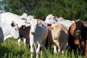 Operação contra roubo de gado deixa dois mortos em MS