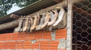 Polícia Civil deflagra operação contra caçadores de javalis