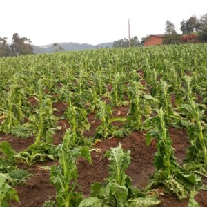 Tabaco: lavouras atingidas por granizo cresce 700% nesta safra