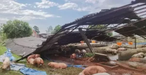 Temporal provoca estragos em São Gabriel e destrói barracão de suínos