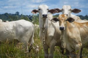 Vaca louca: governo abre consulta pública para normas de prevenção e de vigilância