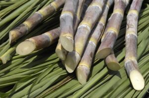 Cana-de-açúcar: moagem chega a 34,77 milhões de t nos primeiros 15 dias de novembro