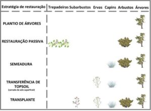 Estudo mapeia desafios para a restauração do Cerrado