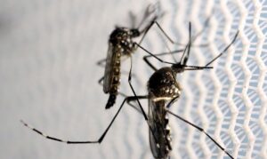 Brasil é país com mais casos de dengue no mundo, mostram dados da OMS