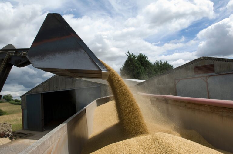 Colheita de milho verão alcança 1% no RS, diz Emater; plantio de soja atinge 94%